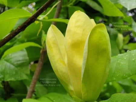 Магнолия бруклинская Еллоу Берд (Magnolia brooklynensis Yellow Bird) ФОТО Питомник растений Природа (27)