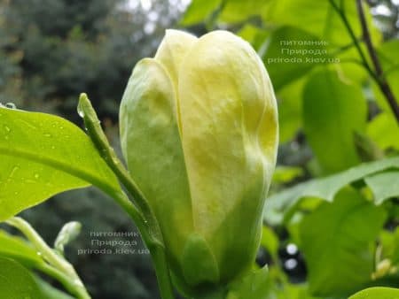 Магнолия бруклинская Еллоу Берд (Magnolia brooklynensis Yellow Bird) ФОТО Питомник растений Природа (28)