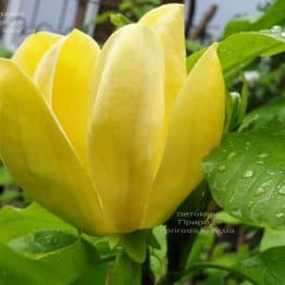 Магнолия бруклинская Еллоу Берд (Magnolia brooklynensis Yellow Bird) ФОТО Питомник растений Природа (29)