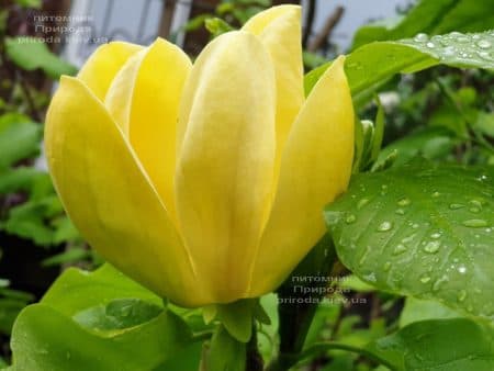 Магнолия бруклинская Еллоу Берд (Magnolia brooklynensis Yellow Bird) ФОТО Питомник растений Природа (29)