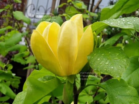 Магнолия бруклинская Еллоу Берд (Magnolia brooklynensis Yellow Bird) ФОТО Питомник растений Природа (30)