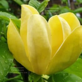 Магнолія бруклінська Еллоу Берд (Magnolia brooklynensis Yellow Bird) ФОТО Розплідник рослин Природа (31)