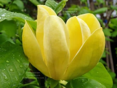 Магнолия бруклинская Еллоу Берд (Magnolia brooklynensis Yellow Bird) ФОТО Питомник растений Природа (31)