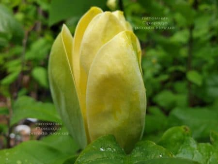 Магнолія бруклінська Еллоу Берд (Magnolia brooklynensis Yellow Bird) ФОТО Розплідник рослин Природа (32)