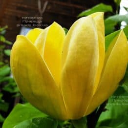 Магнолія бруклінська Еллоу Берд (Magnolia brooklynensis Yellow Bird) ФОТО Розплідник рослин Природа (33)