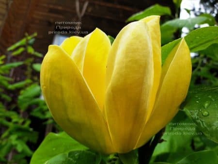 Магнолия бруклинская Еллоу Берд (Magnolia brooklynensis Yellow Bird) ФОТО Питомник растений Природа (33)