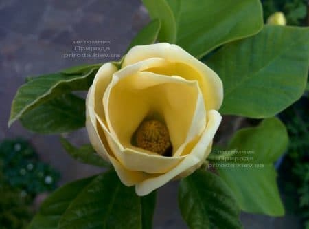Магнолия бруклинская Еллоу Берд (Magnolia brooklynensis Yellow Bird) ФОТО Питомник растений Природа (34)