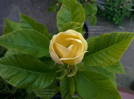 Магнолия бруклинская Еллоу Берд (Magnolia brooklynensis Yellow Bird) ФОТО Питомник растений Природа (35)