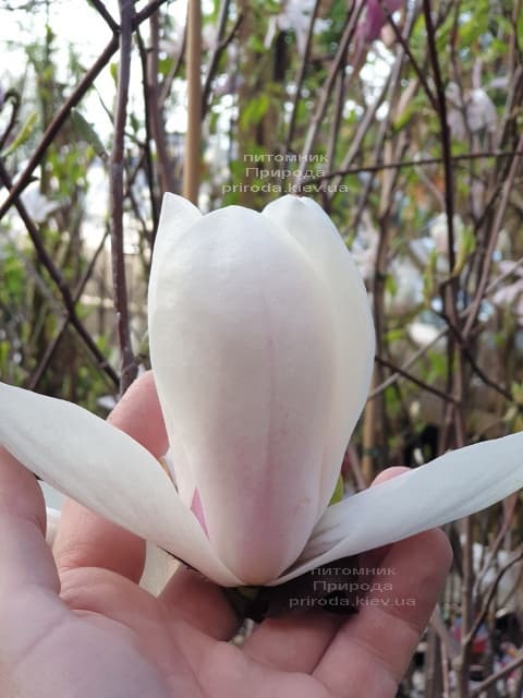 Магнолия Суланжа Коутс (Magnolia Coates) ФОТО Питомник растений Природа (1)