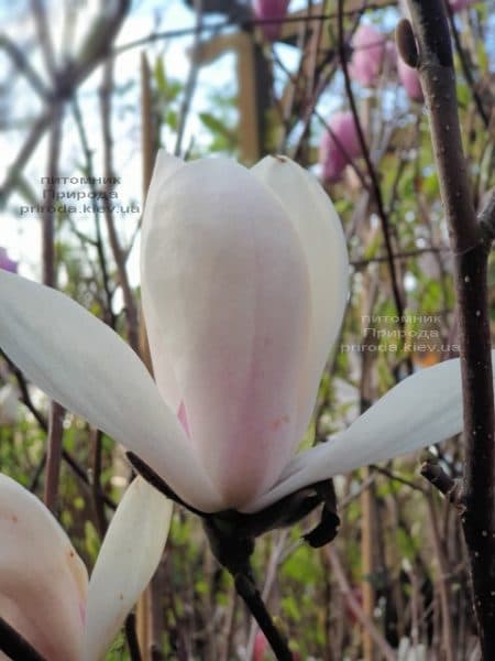 Магнолия Суланжа Коутс (Magnolia Coates) ФОТО Питомник растений Природа (2)