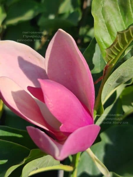 Магнолія Ферст Лав (Magnolia First Love) ФОТО Розплідник рослин Природа (2)