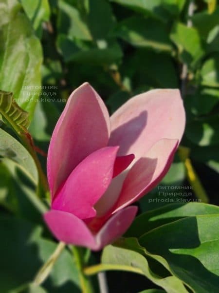 Магнолія Ферст Лав (Magnolia First Love) ФОТО Розплідник рослин Природа (3)