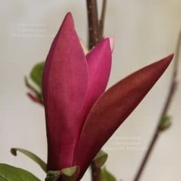 Магнолия Фёрст Лав (Magnolia First Love) ФОТО (4)