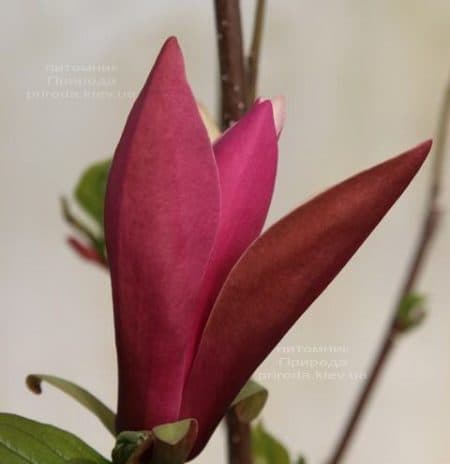 Магнолия Фёрст Лав (Magnolia First Love) ФОТО (4)