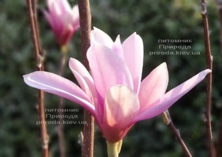 Магнолія Суланжа Галаксі (Magnolia soulangeana Galaxy) ФОТО Розплідник рослин Природа (19)