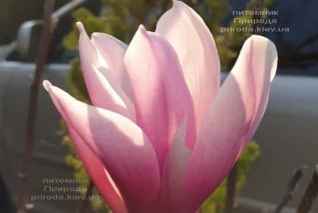 Магнолия Суланжа Галакси (Magnolia soulangeana Galaxy) ФОТО Питомник растений Природа (23)