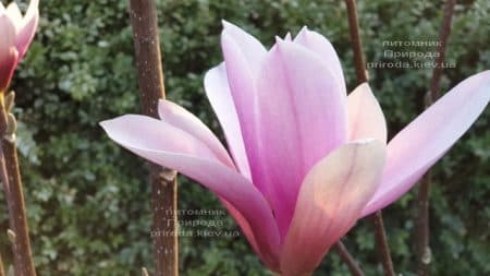 Магнолія Суланжа Галаксі (Magnolia soulangeana Galaxy) ФОТО Розплідник рослин Природа (24)