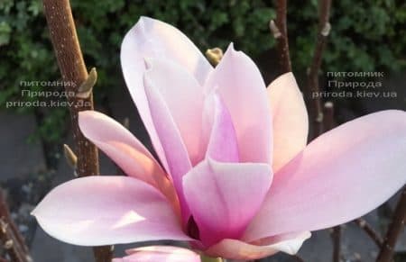Магнолія Суланжа Галаксі (Magnolia soulangeana Galaxy) ФОТО Розплідник рослин Природа (25)
