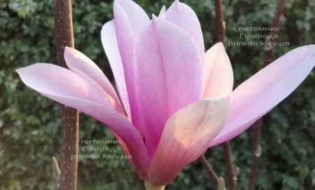 Магнолія Суланжа Галаксі (Magnolia soulangeana Galaxy) ФОТО Розплідник рослин Природа (26)
