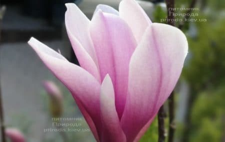 Магнолия Суланжа Галакси (Magnolia soulangeana Galaxy) ФОТО Питомник растений Природа (27)