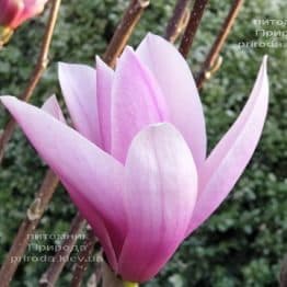 Магнолія Суланжа Галаксі (Magnolia soulangeana Galaxy) ФОТО Розплідник рослин Природа (31)