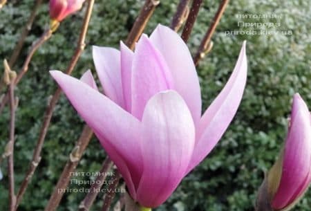 Магнолія Суланжа Галаксі (Magnolia soulangeana Galaxy) ФОТО Розплідник рослин Природа (31)