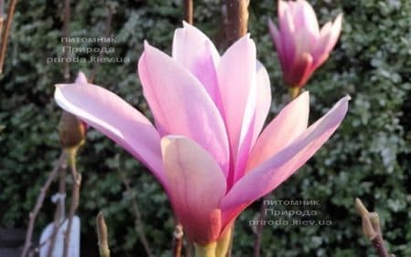 Магнолія Суланжа Галаксі (Magnolia soulangeana Galaxy) ФОТО Розплідник рослин Природа (32)