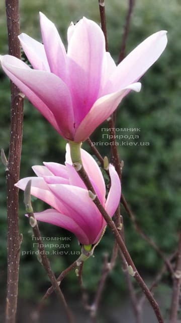 Магнолія Суланжа Галаксі (Magnolia soulangeana Galaxy) ФОТО Розплідник рослин Природа (33)