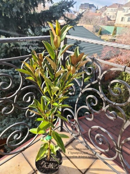 Магнолия крупноцветковая Алта (Magnolia grandiflora Alta) ФОТО Питомник растений Природа (1)