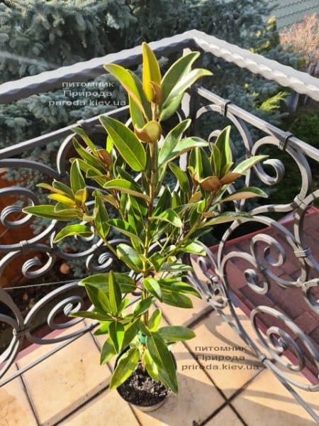 Магнолия крупноцветковая Алта (Magnolia grandiflora Alta) ФОТО Питомник растений Природа (2)