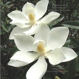 Магнолия крупноцветковая Алта (Magnolia grandiflora Alta) ФОТО Питомник растений Природа