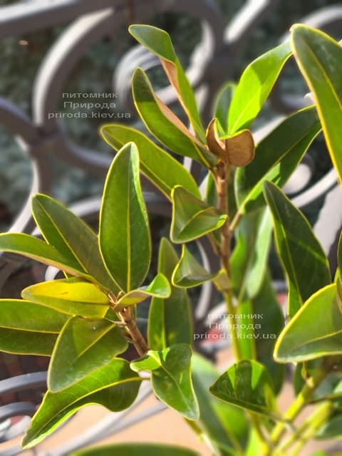 Магнолия крупноцветковая Алта (Magnolia grandiflora Alta) ФОТО Питомник растений Природа (3)