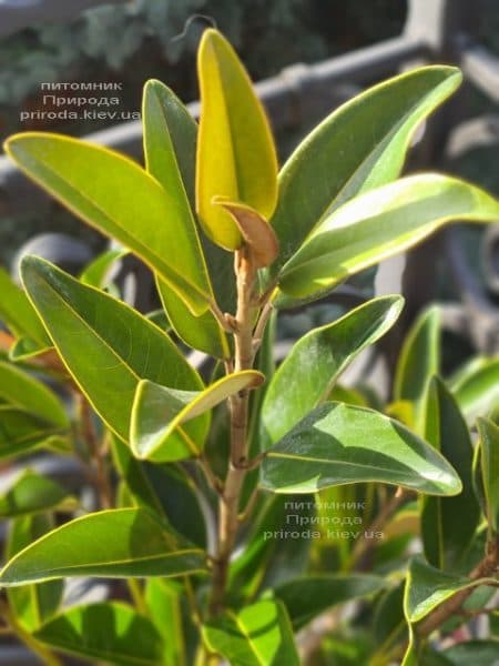 Магнолія великоквіткова Алта (Magnolia grandiflora Alta) ФОТО Розплідник рослин Природа (4)
