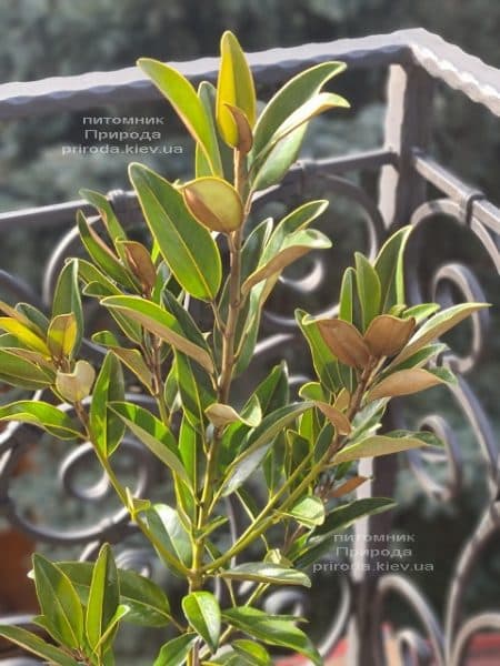 Магнолия крупноцветковая Алта (Magnolia grandiflora Alta) ФОТО Питомник растений Природа (5)