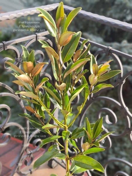 Магнолія великоквіткова Алта (Magnolia grandiflora Alta) ФОТО Розплідник рослин Природа (6)