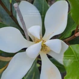 Магнолія великоквіткова Кей Перріс (Magnolia grandiflora Kay Parris) ФОТО Розплідник рослин Природа (1)