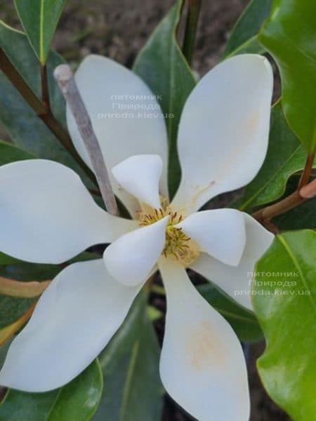 Магнолія великоквіткова Кей Перріс (Magnolia grandiflora Kay Parris) ФОТО Розплідник рослин Природа (1)