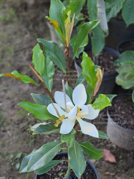 Магнолія великоквіткова Кей Перріс (Magnolia grandiflora Kay Parris) ФОТО Розплідник рослин Природа (2)