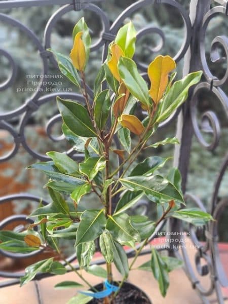 Магнолія великоквіткова Кей Перріс (Magnolia grandiflora Kay Parris) ФОТО Розплідник рослин Природа (3)