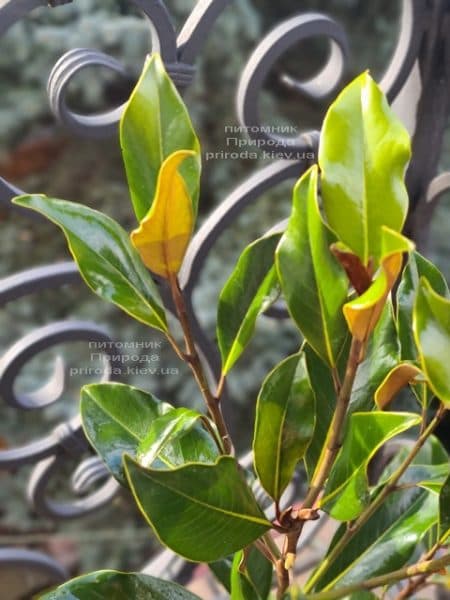 Магнолія великоквіткова Кей Перріс (Magnolia grandiflora Kay Parris) ФОТО Розплідник рослин Природа (4)