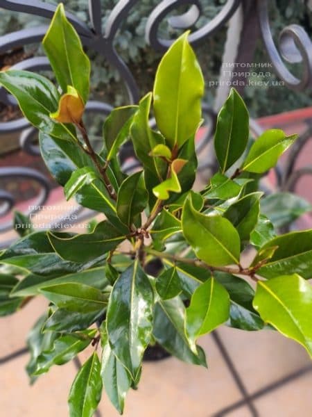 Магнолія великоквіткова Кей Перріс (Magnolia grandiflora Kay Parris) ФОТО Розплідник рослин Природа (5)