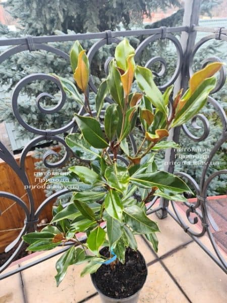 Магнолия крупноцветковая Кей Пэррис (Magnolia grandiflora Kay Parris) ФОТО Питомник растений Природа (7)