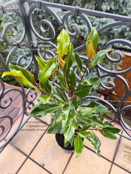 Магнолія великоквіткова Кей Перріс (Magnolia grandiflora Kay Parris) ФОТО Розплідник рослин Природа (8)