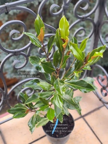 Магнолія великоквіткова Кей Перріс (Magnolia grandiflora Kay Parris) ФОТО Розплідник рослин Природа (9)