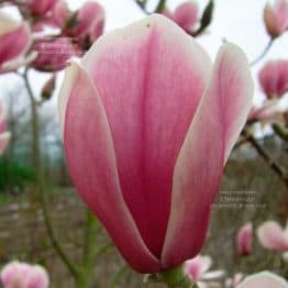 Магнолия Хот Липс (Magnolia Hot Lips) ФОТО (1)