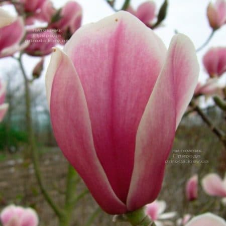 Магнолія Хот Лепс (Magnolia Hot Lips) ФОТО (1)