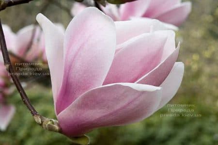 Магнолия Хот Липс (Magnolia Hot Lips) ФОТО (2)