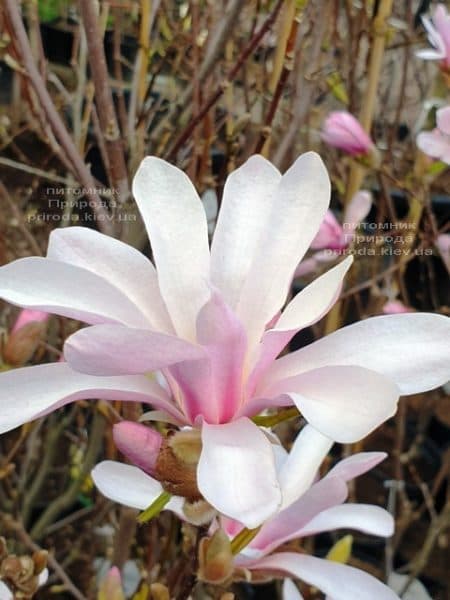 Магнолия Лебнера Леонард Мессел (Magnolia Loebneri Leonard Messel) ФОТО Питомник растений Природа (1)
