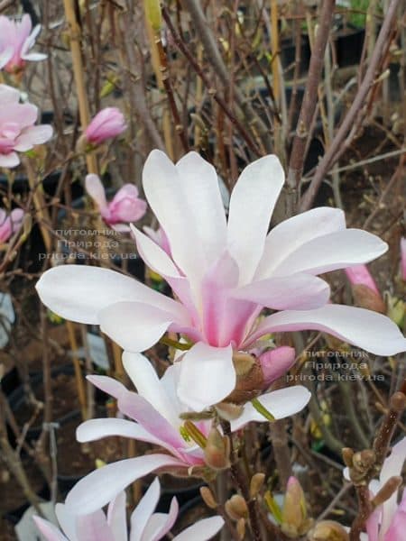 Магнолия Лебнера Леонард Мессел (Magnolia Loebneri Leonard Messel) ФОТО Питомник растений Природа (2)