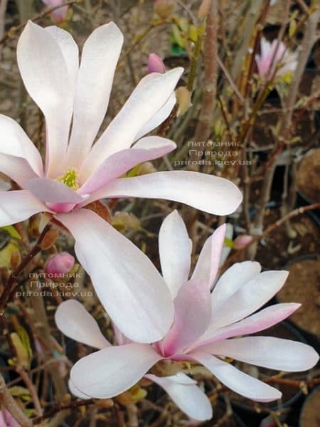 Магнолія Лебнера Леонард Мессел (Magnolia Loebneri Leonard Messel) ФОТО Розплідник рослин Природа (3)